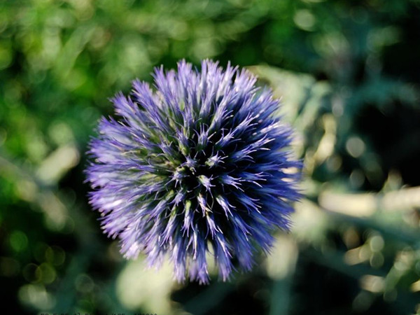 藍色絨球 藍色絨球