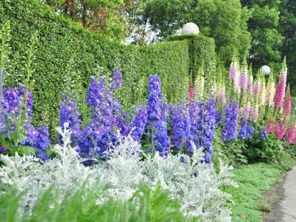 大花飛燕草 大花飛燕草