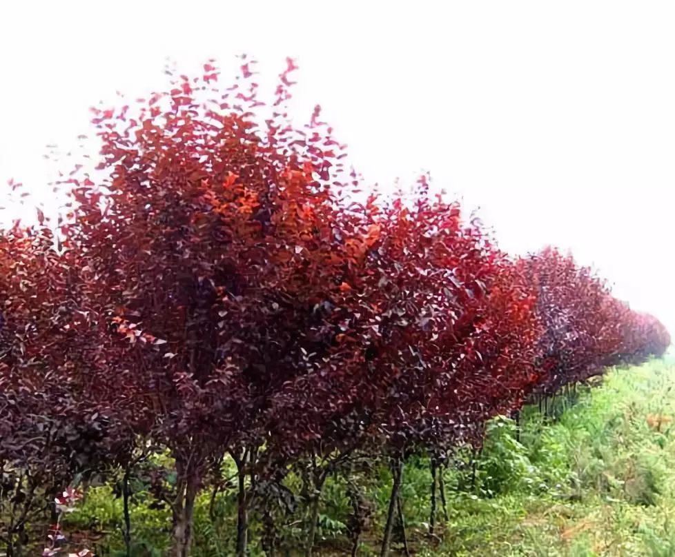 1634728299322499.jpeg 1634728299322499.jpeg