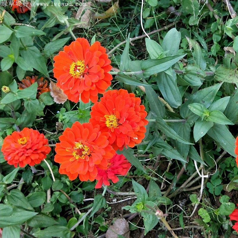 1634735788950684.jpg 820cf9fa141a530adbaf3919453992e1_1584950828122048.jpg