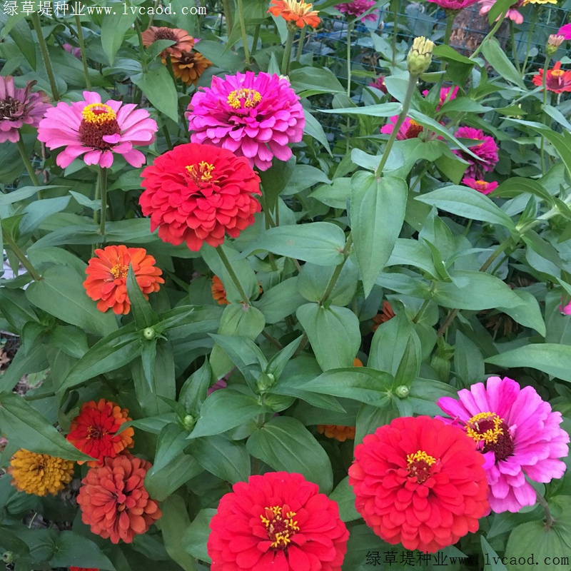 1634735808603062.jpg 1ce9fc6f0400eb5f17629e70925d12aa_1584950862134072.jpg