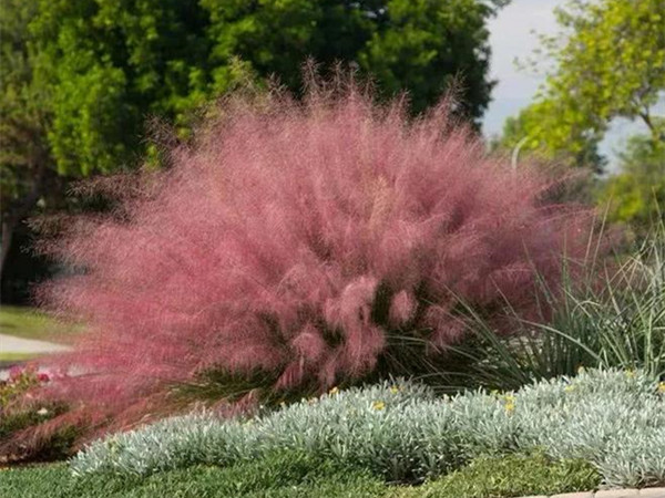 粉黛亂子草開花要求