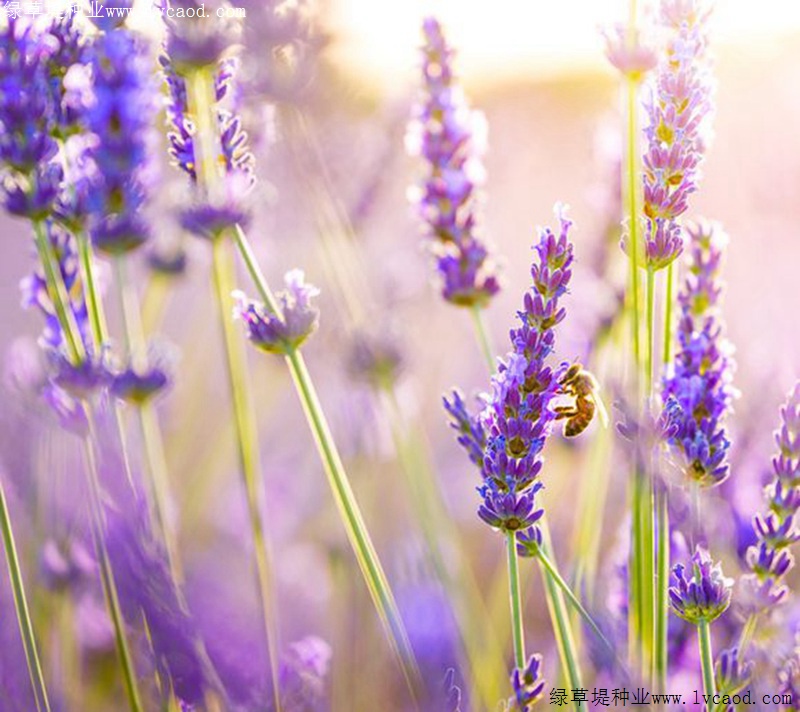 1634742586946862.jpg 9286ff9f5128318ea7edc56d0b1f7830_1585567428658475.jpg