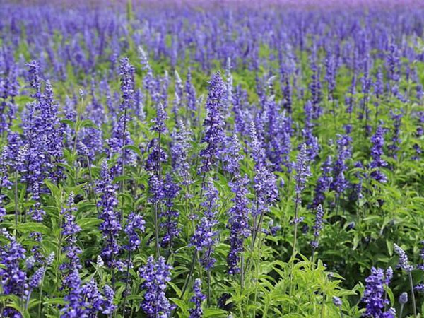 鼠尾草多久才能開花