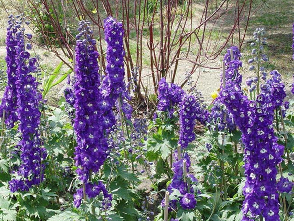 大花飛燕草 大花飛燕草