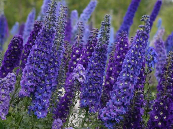 大花飛燕草 大花飛燕草