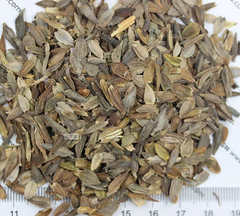 百日草發(fā)芽后多久開花 百日草發(fā)芽后多久開花