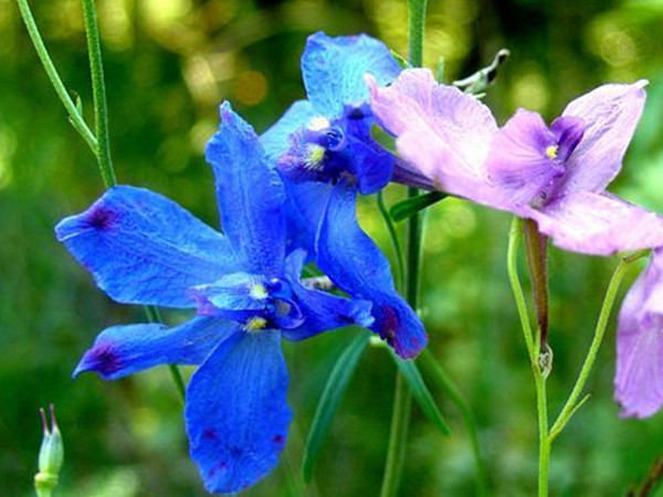 長江流域冬天開的草花 長江流域冬天開的草花