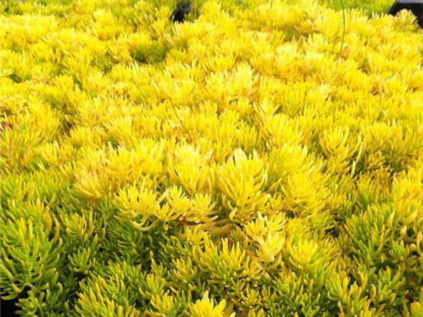 黃金佛甲草 黃金佛甲草