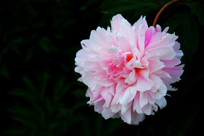 1634988426419626.jpg 1634988426419626.jpg