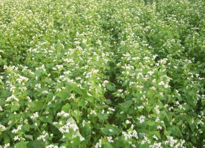 1635580699846168.jpg 3.jpg