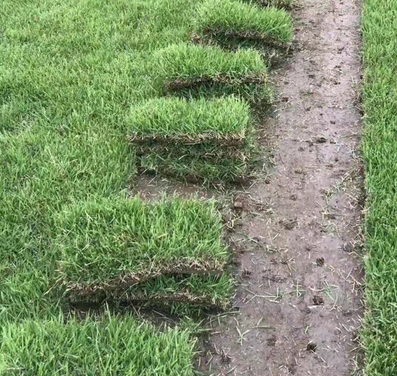 結(jié)縷草 結(jié)縷草