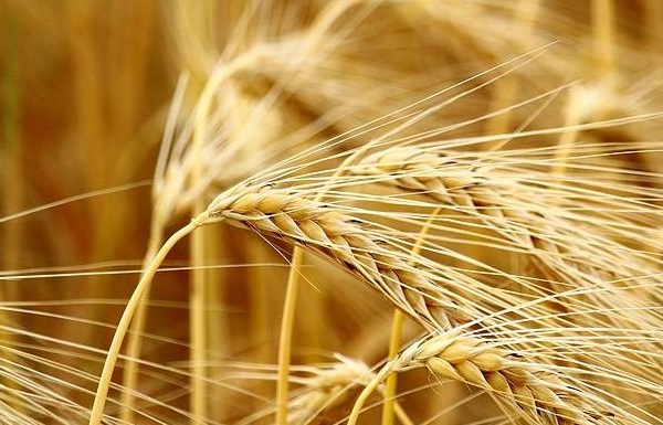 1635826104679870.jpg image.jpg