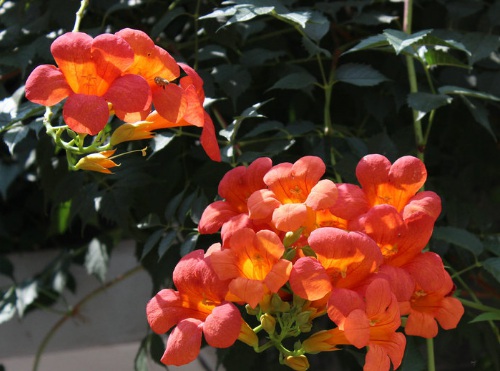 1635826710278529.jpg image.jpg