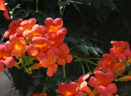 1635826719827958.jpg image.jpg