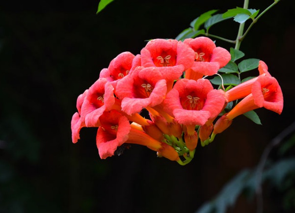 1635827008610353.jpg image.jpg