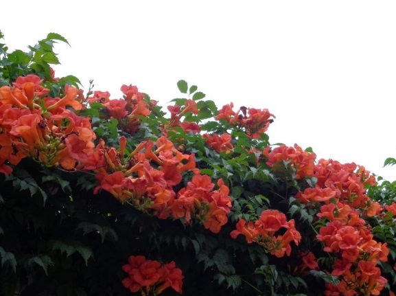 1635827020876674.jpg image.jpg