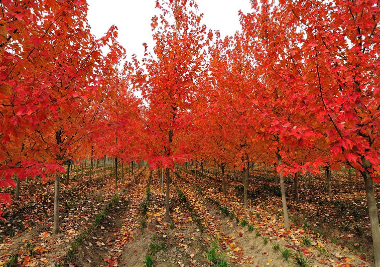 1635953278175596.jpg 1.jpg