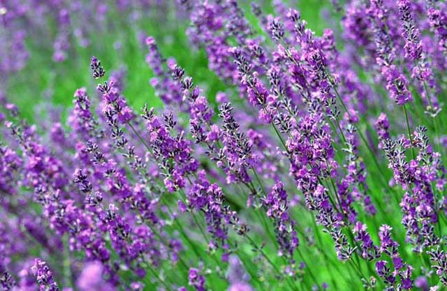 養(yǎng)好薰衣草的四個種植栽培要點 養(yǎng)好薰衣草的四個種植栽培要點