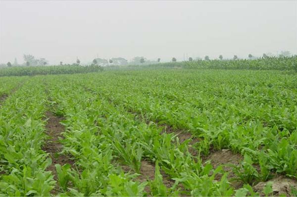 串葉松香草 串葉松香草