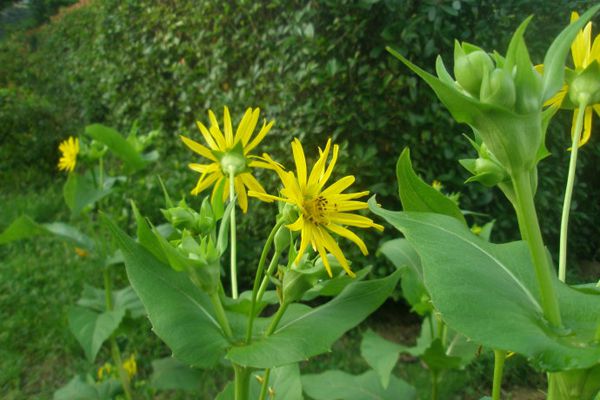 串葉松香草 串葉松香草