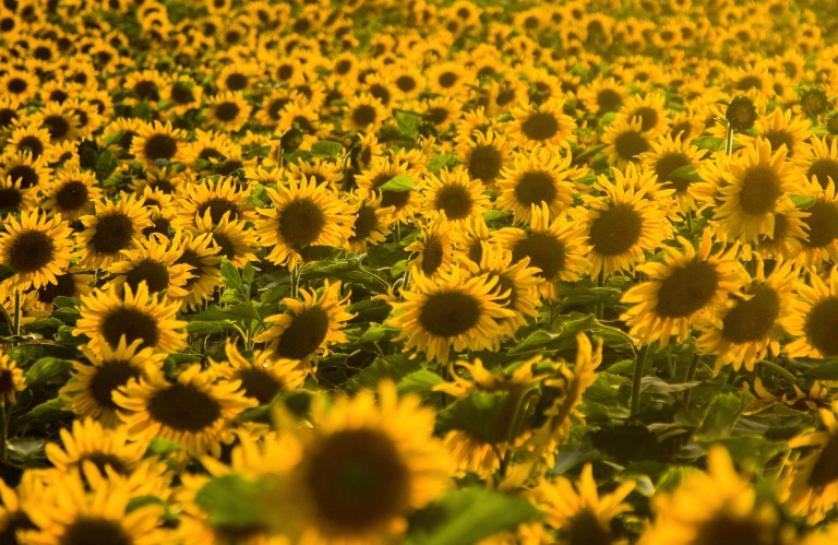 1636120476219856.jpg 2.jpg