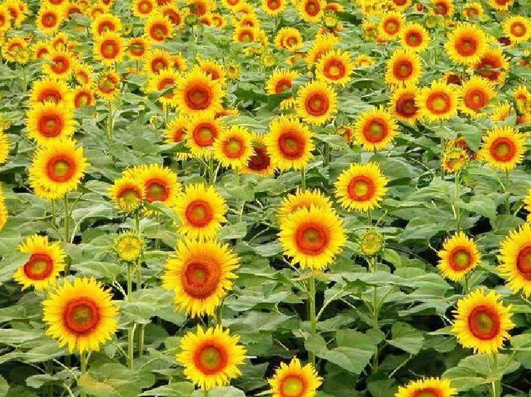 1636120489818756.jpg 3.jpg