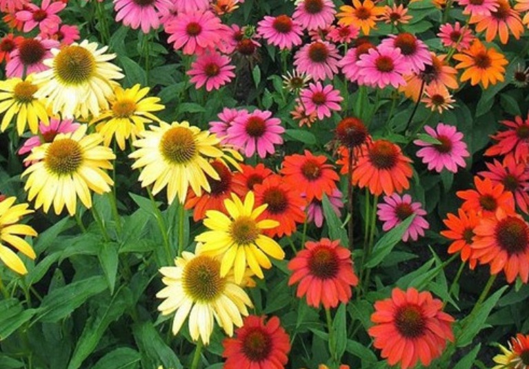 1636282558675790.jpg 1636282558675790.jpg