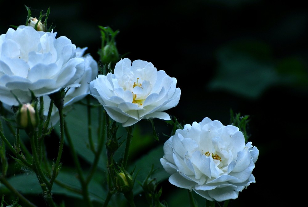 1636283140405131.jpg 1636283140405131.jpg