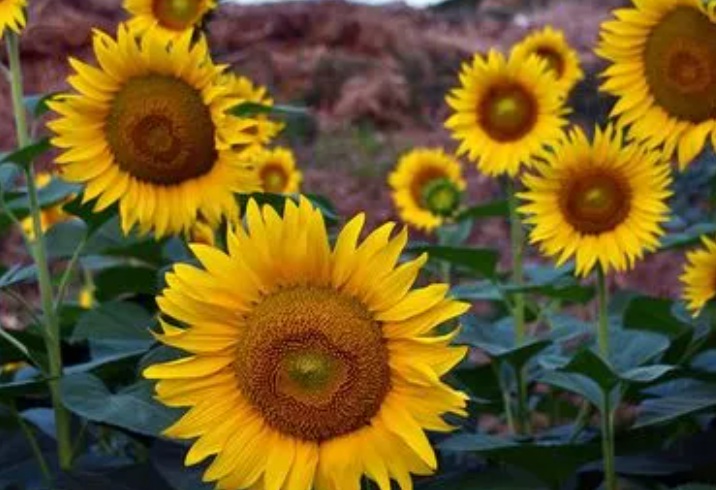 1636296019190709.jpg 1636296019190709.jpg