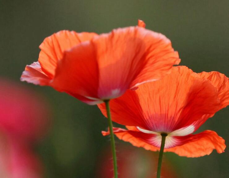 1636621830702547.jpg 虞美人2.jpg