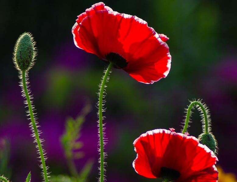 1636621845266093.jpg 虞美人3.jpg