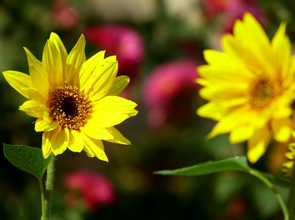 1636978518420762.jpg image.jpg