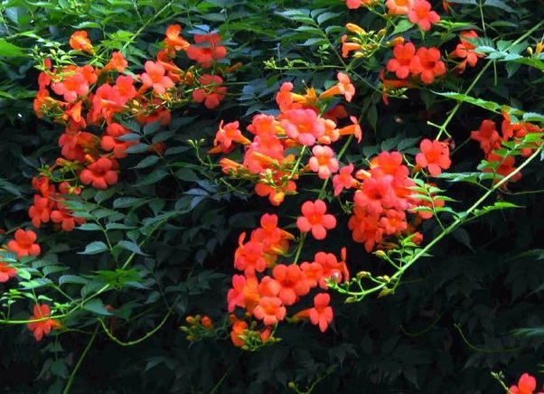 1636979308252451.jpg image.jpg