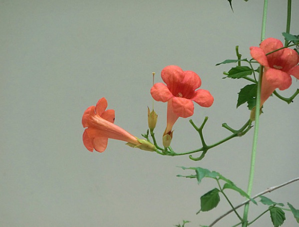 1636979339999457.jpg image.jpg