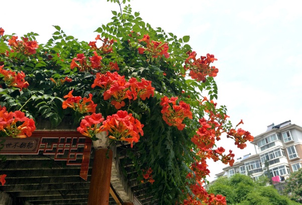 1637020561592895.jpg image.jpg