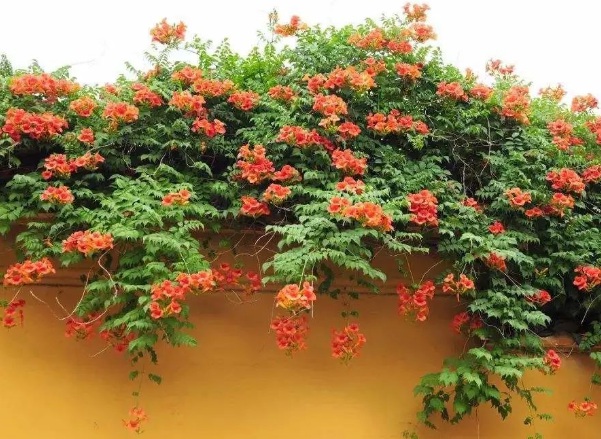 1637020572195506.jpg image.jpg