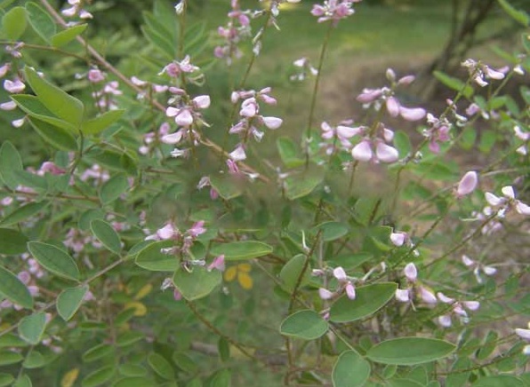 1637021134570397.jpg image.jpg