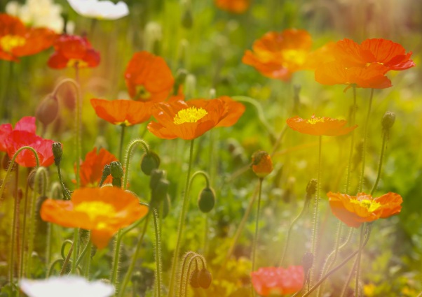 1637021584853124.jpg image.jpg