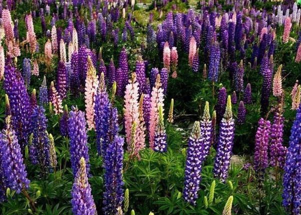 1637023515420612.jpg image.jpg