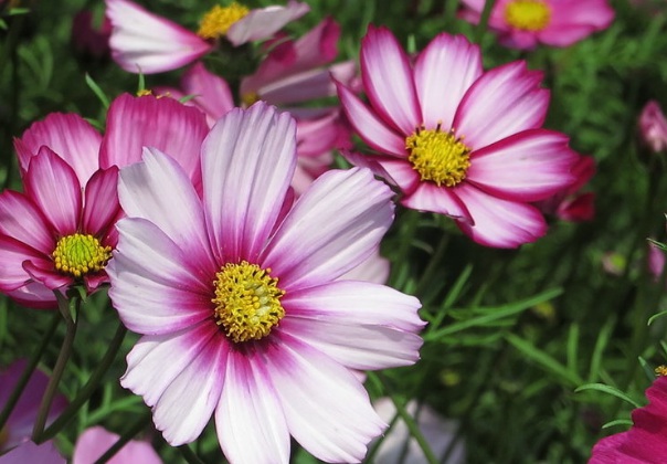 1637026184890239.jpg image.jpg