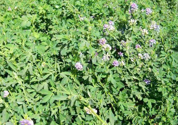 1637026355244114.jpg image.jpg