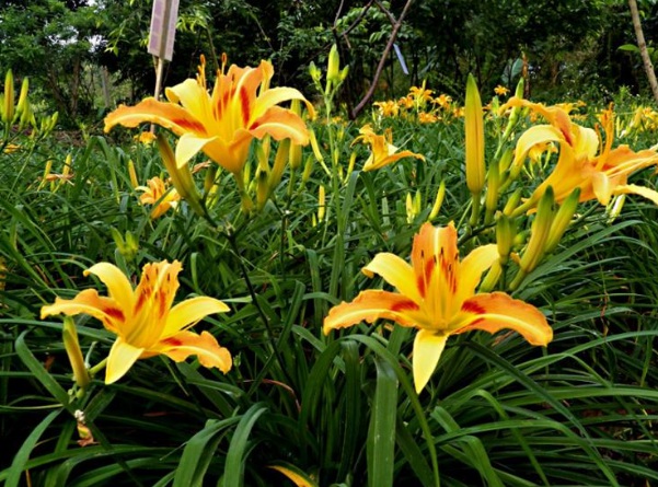 1637029932238802.jpg image.jpg