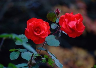 1637058776508999.jpg 1637058776508999.jpg