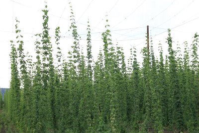 1637228192496788.jpg 1637228192496788.jpg