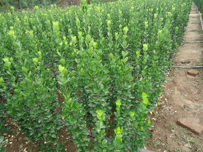 1637228314372688.jpg 1637228314372688.jpg