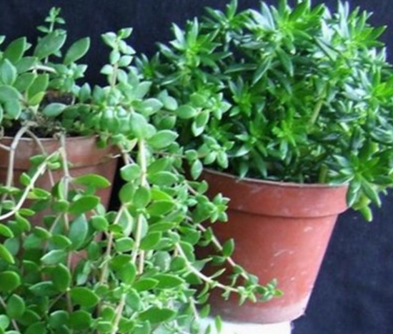 1637249180739157.jpg 1637249180739157.jpg