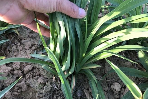 金娃娃萱草 金娃娃萱草