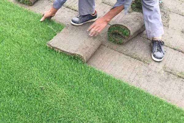 矮生百慕大 矮生百慕大