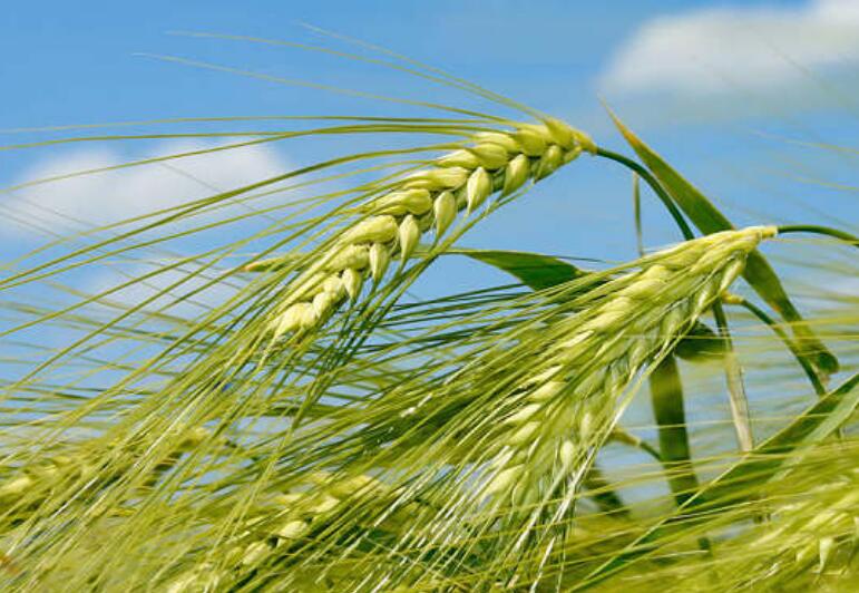 1638109088891272.jpg 1638109088891272.jpg